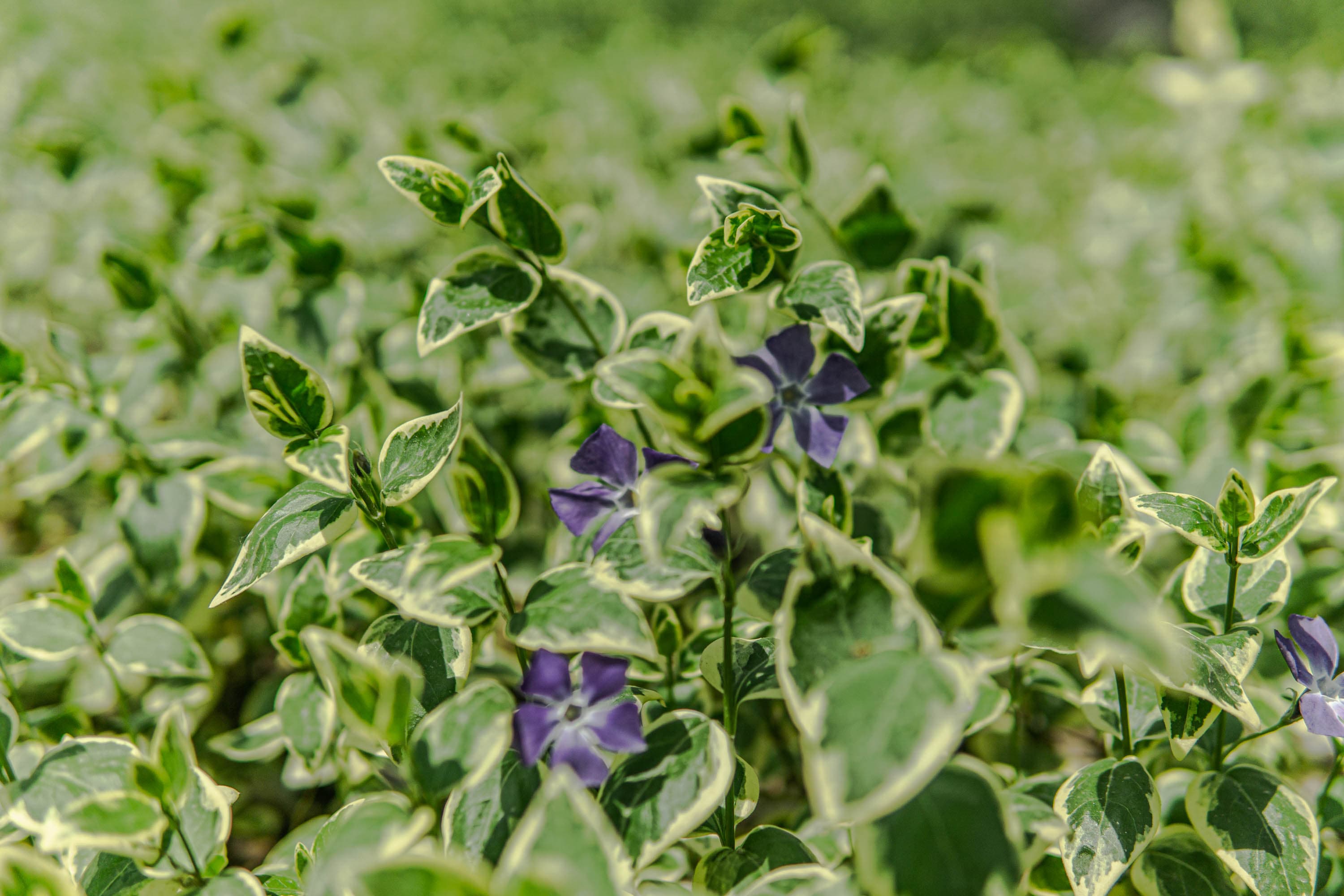 A field of green plants with purple flowers