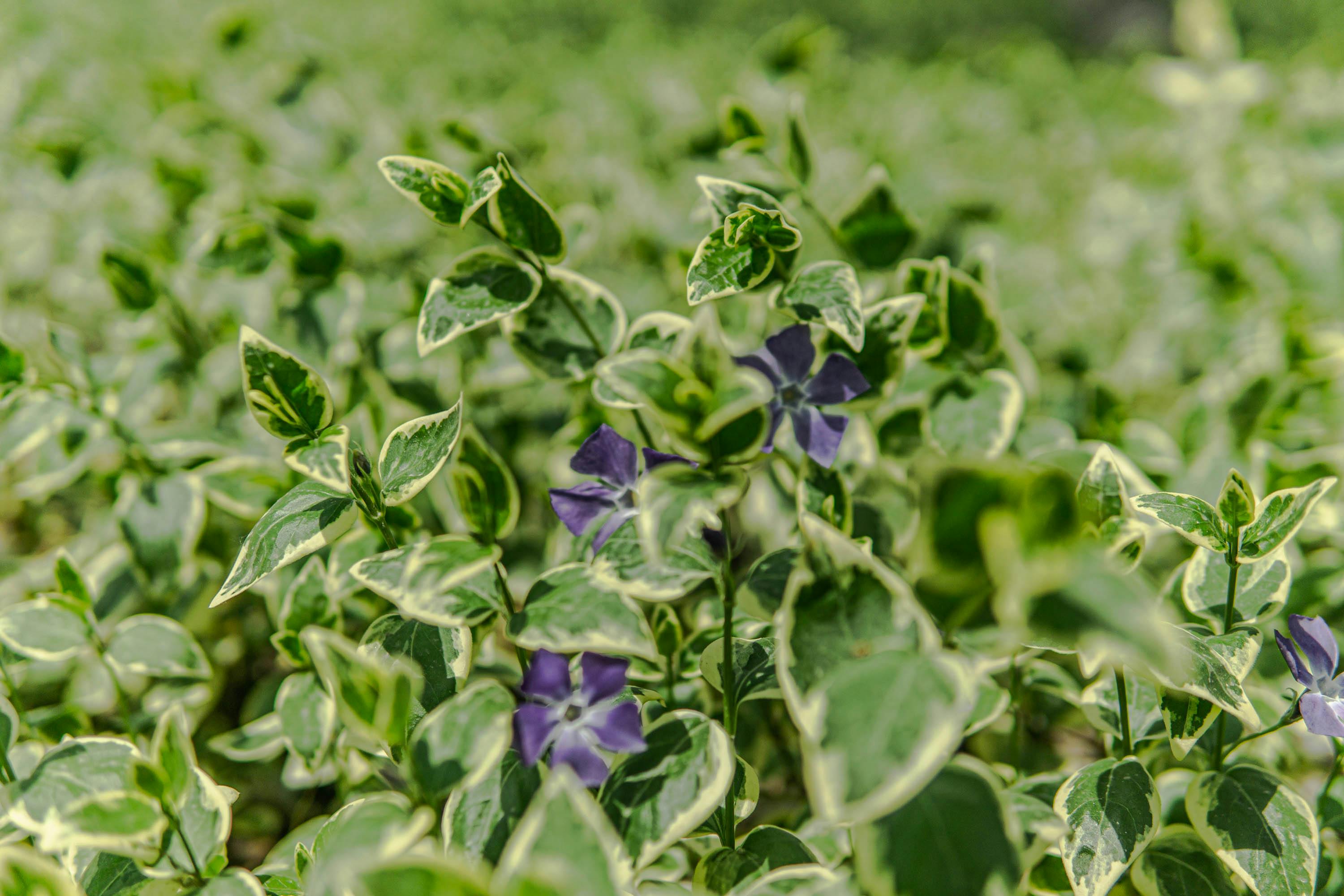 A field of green plants with purple flowers