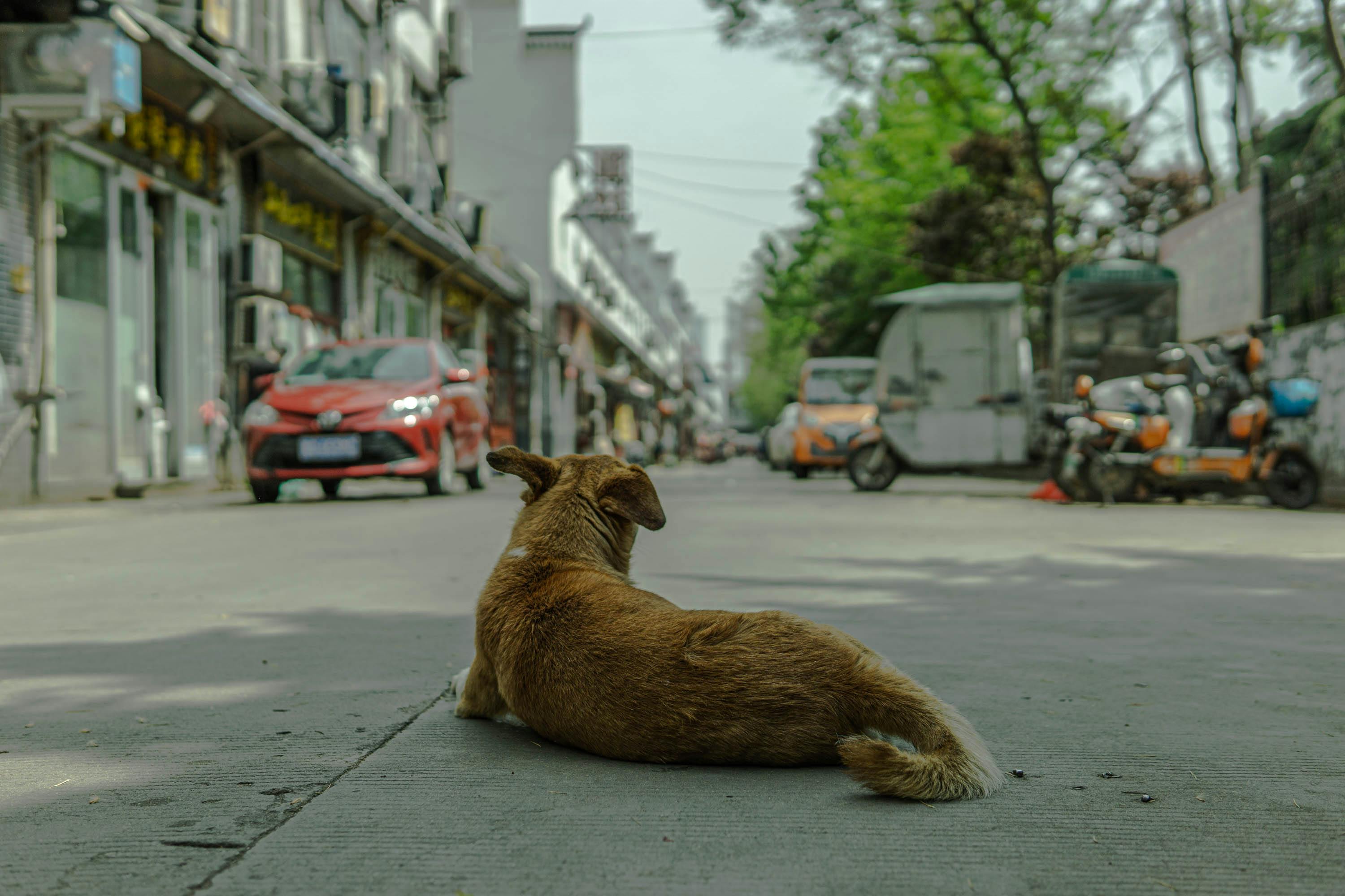 The same dog laying on the side of a road